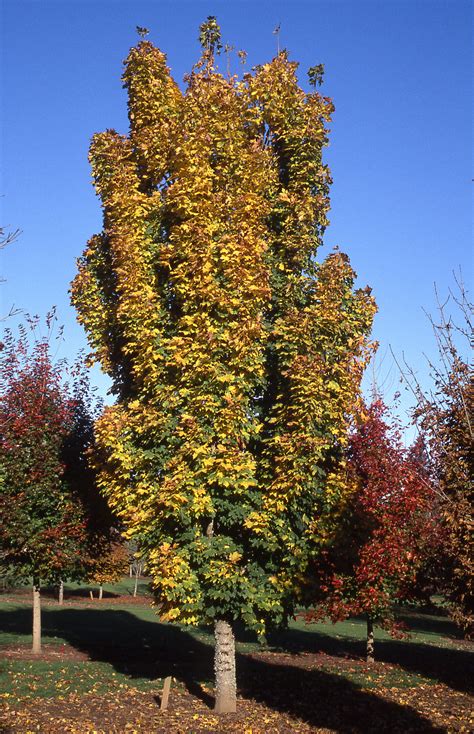 columnar norway maple